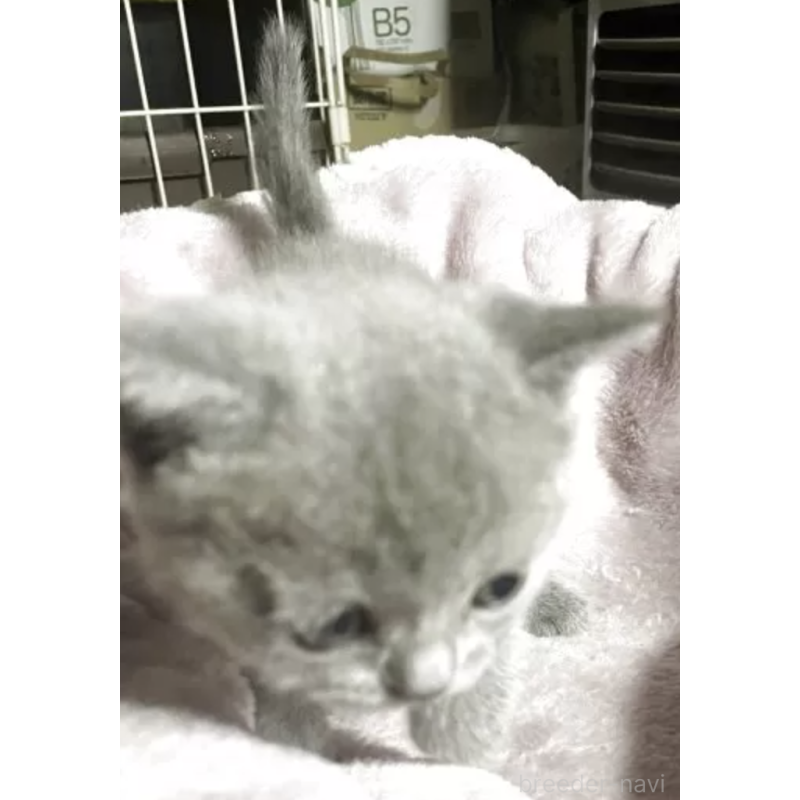 販売中の山形県のブリティッシュショートヘア-127123の3枚目